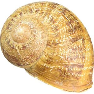 Magnetische Weinbergschnecke mit Nano und Logstreifen als Geocaching-Versteck, ideal für Schatzsuchen in der Natur.